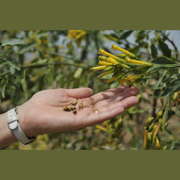 Mustard Seed Faith